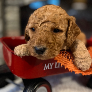 Poodle Puppy Marlee
