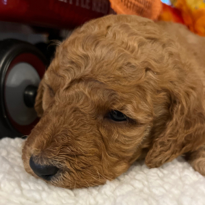 Poodle Puppy Marlee