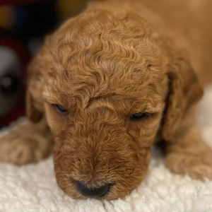Poodle Puppy Marlee