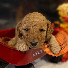 Poodle Puppy Marlee