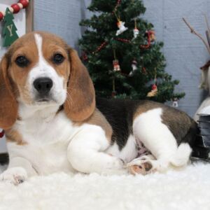 Beagle Puppy Scout