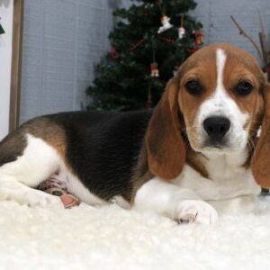 Beagle Puppy Scout