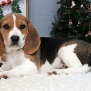 Beagle Puppy Scout