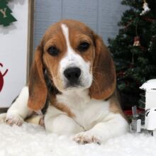 Beagle Puppy Scout