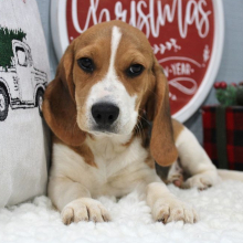 Beagle Puppy Scout