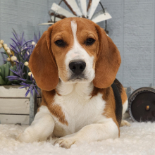 Beagle Puppy Scout