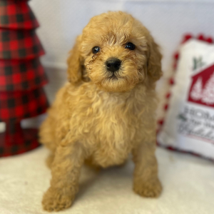 Poodle Puppy Arimis