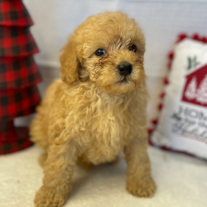 Poodle Puppy Arimis