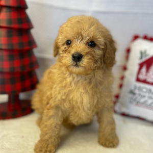 Poodle Puppy Arimis