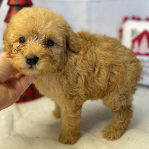 Poodle Puppy Arimis