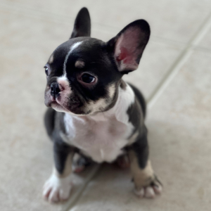 French Bulldog Puppy Jax