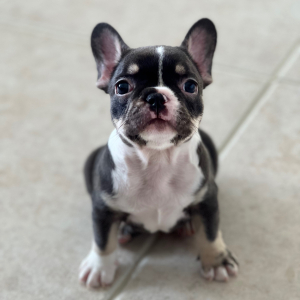 French Bulldog Puppy Jax