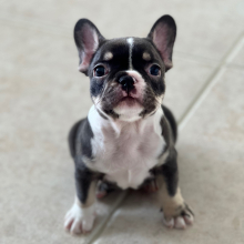 French Bulldog Puppy Jax