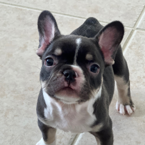 French Bulldog Puppy Jax