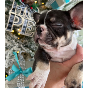 French Bulldog Puppy Jax