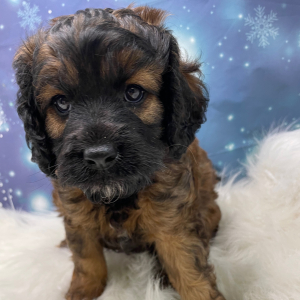 Cavapoo Puppy Shaggy