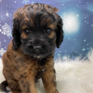 Cavapoo Puppy Shaggy