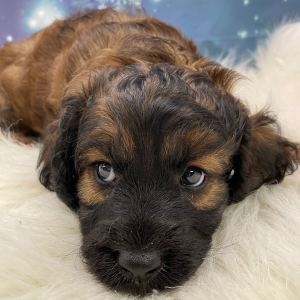 Cavapoo Puppy Shaggy