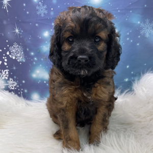Cavapoo Puppy Shaggy