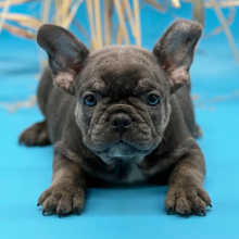 French Bulldog Puppy Force