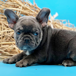 French Bulldog Puppy Force
