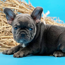 French Bulldog Puppy Force