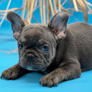 French Bulldog Puppy Force