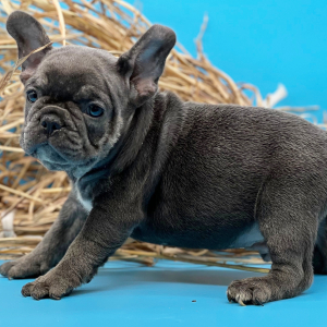 French Bulldog Puppy Force