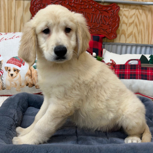 Goldendoodle Puppy Turner