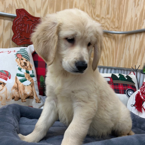 Goldendoodle Puppy Turner