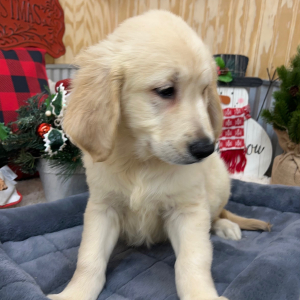 Goldendoodle Puppy Turner