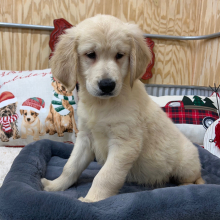 Goldendoodle Puppy Turner