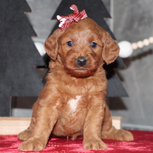 Goldendoodle Puppy Daisy