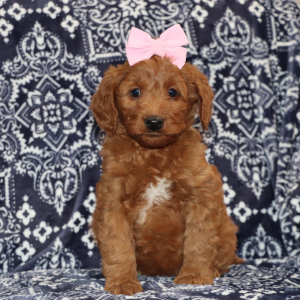 Goldendoodle Puppy Daisy