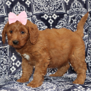 Goldendoodle Puppy Daisy