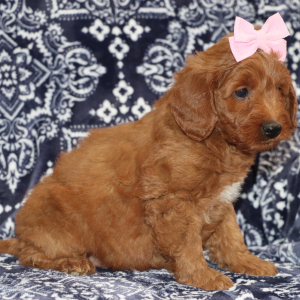 Goldendoodle Puppy Daisy