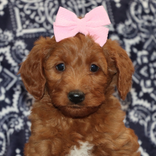 Goldendoodle Puppy Daisy