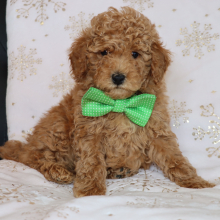 Poodle Puppy Lawson
