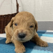 Goldendoodle Puppy Pepper