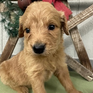 Goldendoodle Puppy Pepper