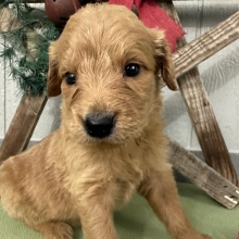 Goldendoodle Puppy Pepper