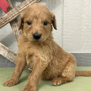 Goldendoodle Puppy Pepper