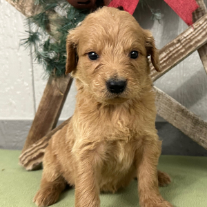 Goldendoodle Puppy Pepper
