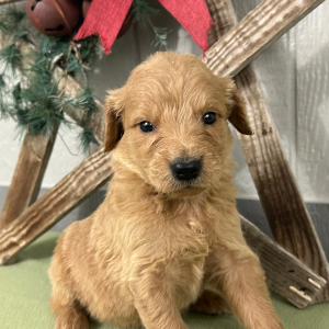 Goldendoodle Puppy Pepper