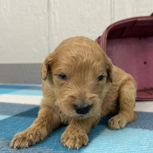 Goldendoodle Puppy Penni