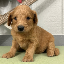 Goldendoodle Puppy Penni