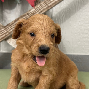 Goldendoodle Puppy Penni
