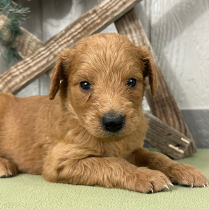 Goldendoodle Puppy Penni
