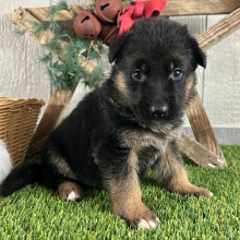 German Shepherd Dog Puppy Oriana