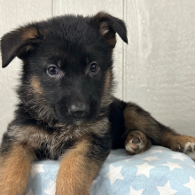 German Shepherd Dog Puppy Oriana